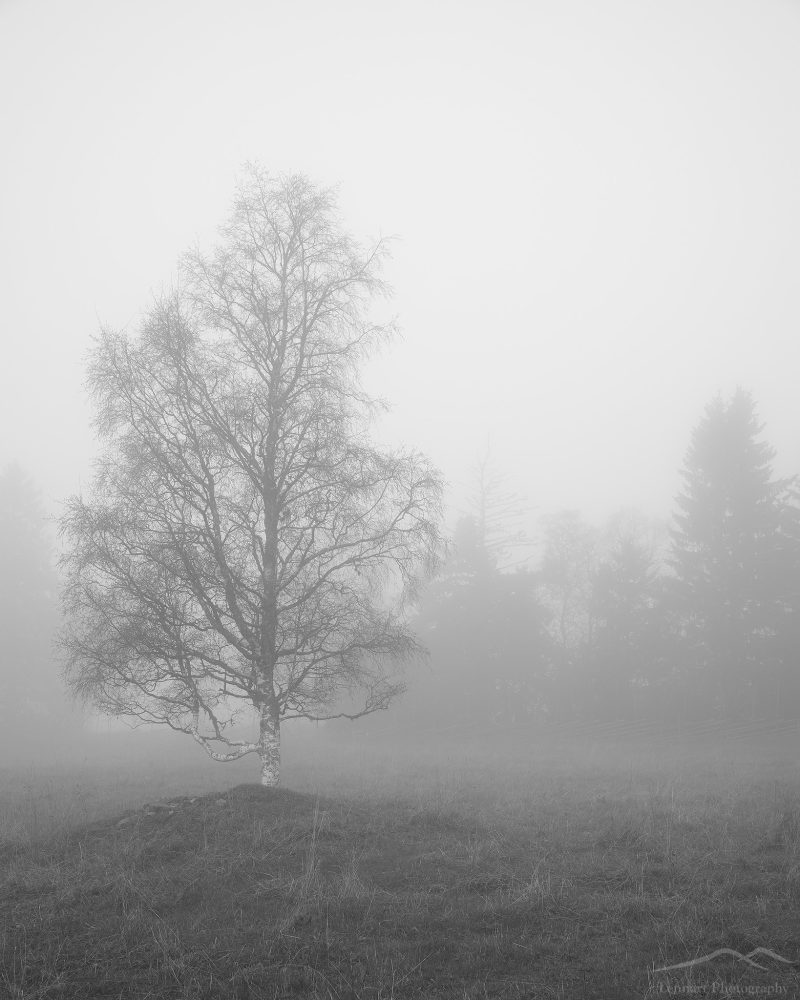 Lonely Birch Tree in the Mist | Frösön, Jämtland