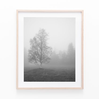 Lonely Birch Tree in the Mist | Frösön, Jämtland