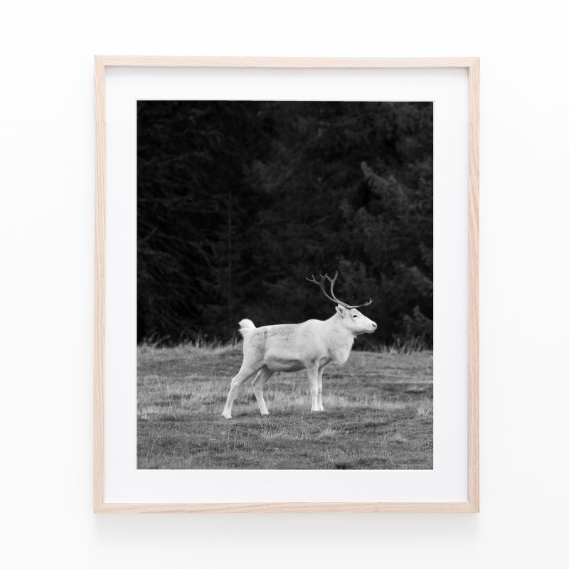 White Reindeer | Fittjebuan, Jämtland