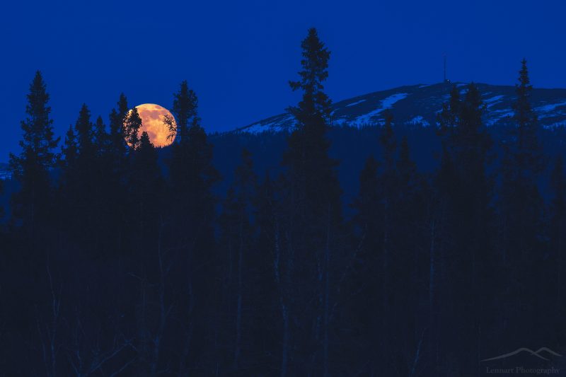 Moonrise in the old forest | Vålådalen, Jämtland