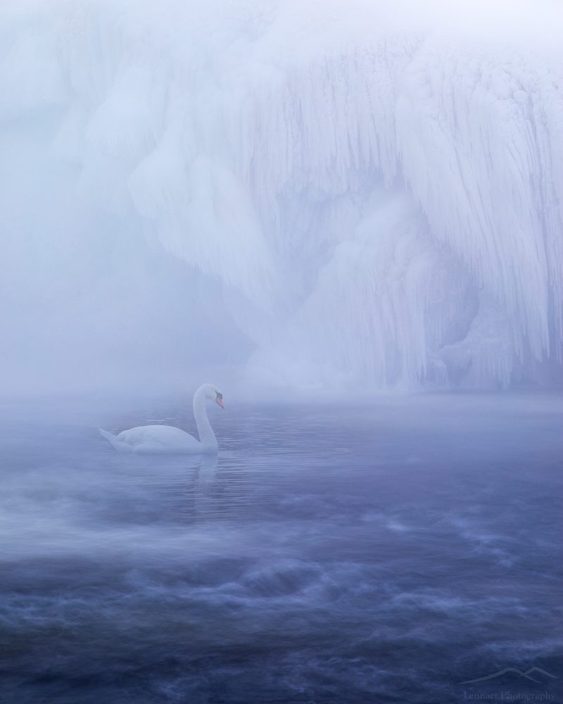 Lonley Swan | Tännforsen, Åre