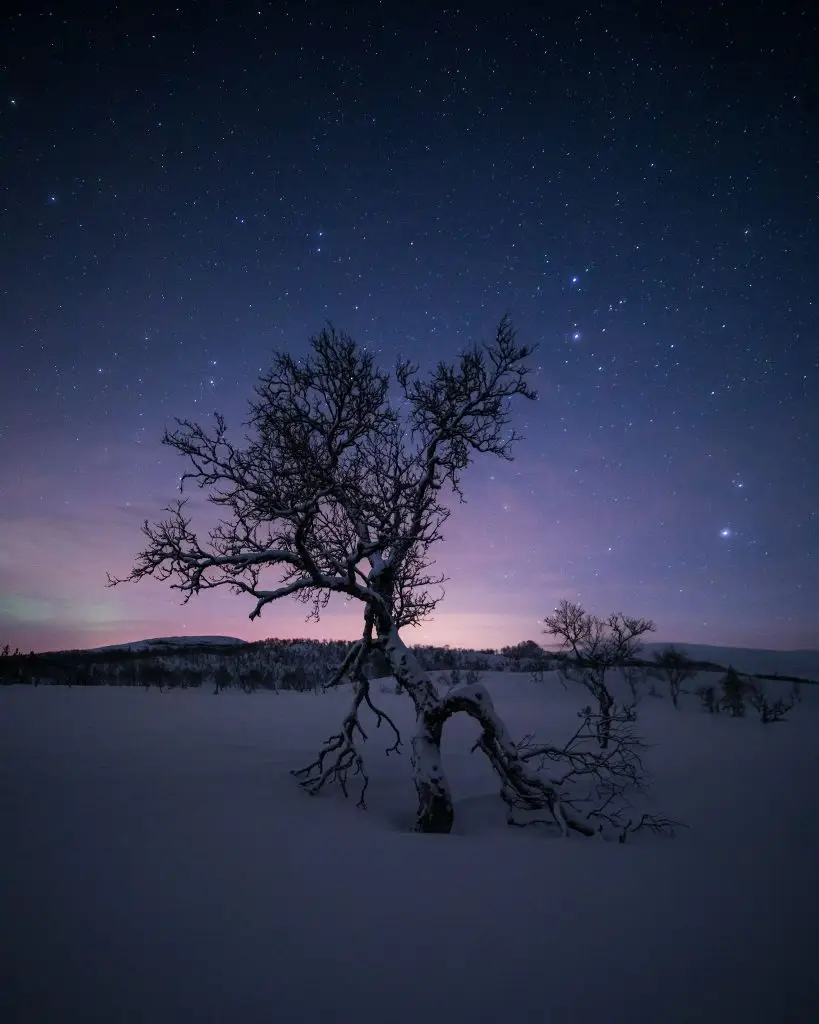 Shaped by the wind | Issjödalen, Vålådalen Nature Reserve, Jämtland, Sweden.